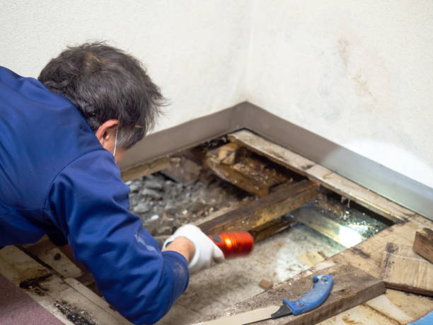 Best Certified Mold Removal  in Braselton, GA