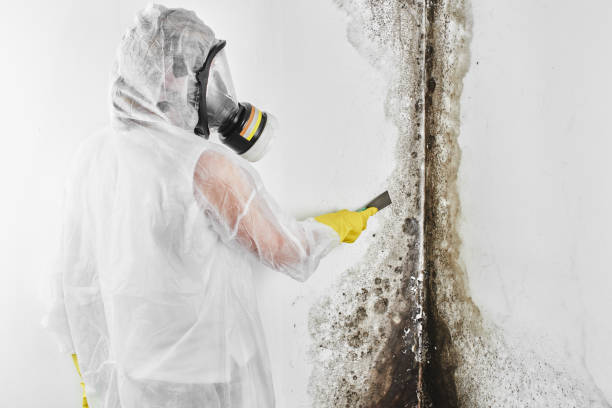 Best Toxic Mold Removal  in Braselton, GA