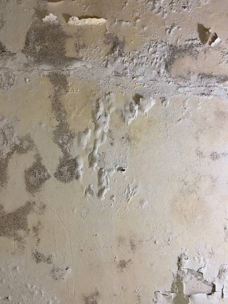 Best Mold Removal Near Me  in Braselton, GA