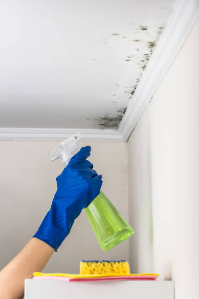 Best Mold Remediation Experts  in Braselton, GA
